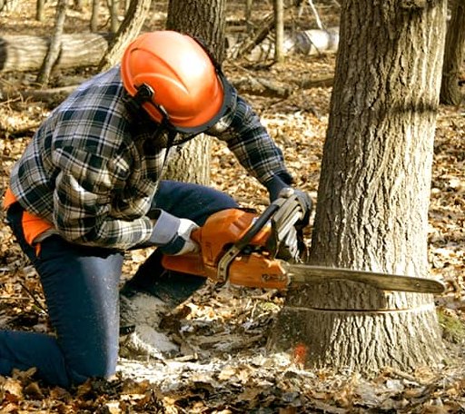 Tree Removal in Wynnewood, OK